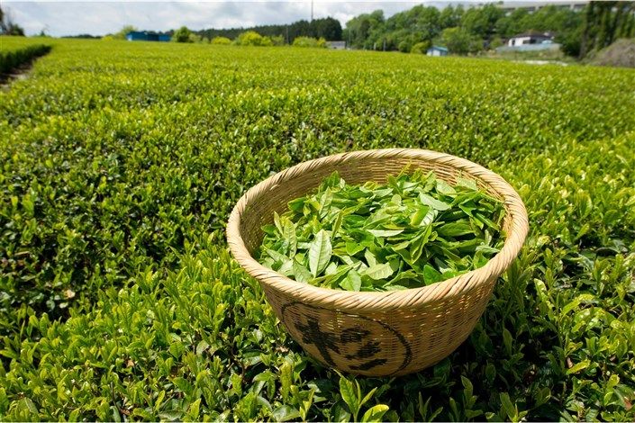 چای‌های تاریخ مصرف‌گذشته دبش روی هوا / دولت به فکر واردات چای از سریلانکا در مقابل طلب نفتی