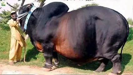 (ویدئو) این گاوداری در بنگلادش هیولا پرورش می دهد؛ بزرگترین گاو این گاوداری 2 تن وزن دارد!