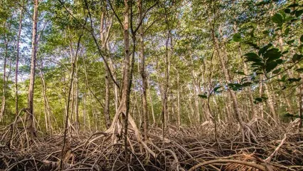 (ویدئو) کشف یک جنگل ۲۳ میلیون ساله در دل بقایای آتشفشانی