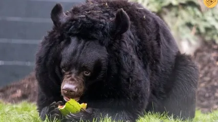 (ویدئو) خرس نجات یافته از جنگ اوکراین خانه جدیدی در اسکاتلند پیدا کرد