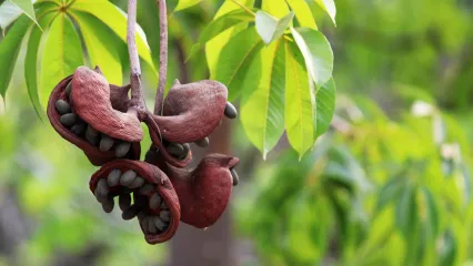 ببینید / میوه عجیب در بنگلادش + فیلم