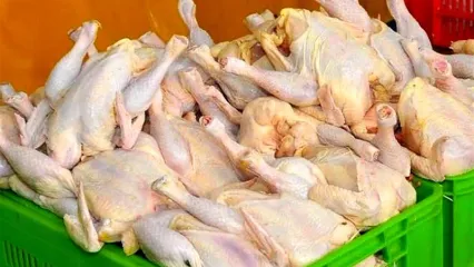 ثبات قیمت گوشت مرغ در بازار | قیمت مرغ کیلویی چند؟