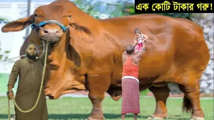 (ویدئو) 10 گاو بزرگ بنگلادش؛ رتبه اول 1790 کیلوگرم، رتبه دهم 1224 کیلوگرم!