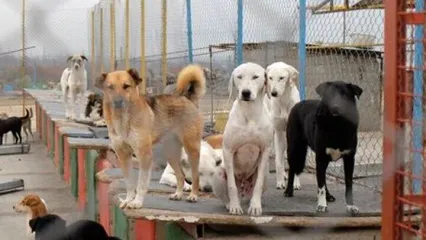 (ویدئو) ماجرای زنده‌به‌گورکردن سگ‌ها در رودسر چیست؟