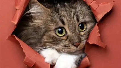 ویدئو/ ترس یک گربه و بلایی که بر سر خانه آورد!