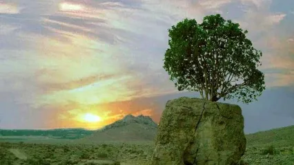 (ویدیو) معجزه طبیعت؛ رشد یک درخت از وسط تخته سنگ بزرگ در ارسنجان