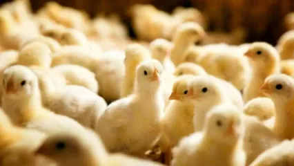 روند کاهشی قیمت مرغ با افزایش جوجه‌ریزی/ تولید با جوجه 30 هزار تومانی/ 150 میلیون قطعه جوجه‌ریزی