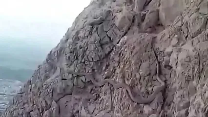 فیلم/ کشف یک مار غول پیکر و بزرگ در کوه صفه اصفهان