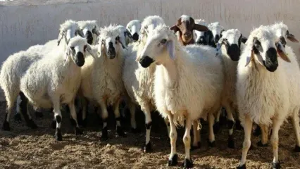 فیلم | قیمت دام زنده امروز ۲۹ دی ماه ۱۴۰۲ / قیمت گوشت گوسفندی چند؟