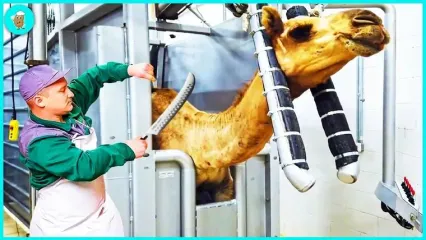 (ویدئو) کارخانه فرآوری گوشت و شیر شتر؛ فرآیند دیدنی پرورش شتر در ابوظبی
