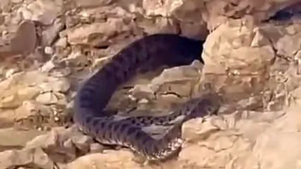 (ویدئو) کشف یک مار غول پیکر در کوه های اوز استان فارس