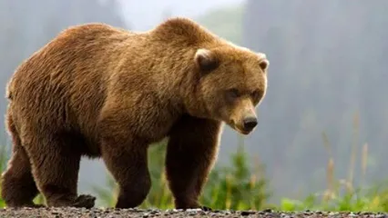 (ویدیو) تصاویر تلخ از پرت شدن خرس قهوه‌ای به حاشیه جاده پس از تصادف در شاهرود