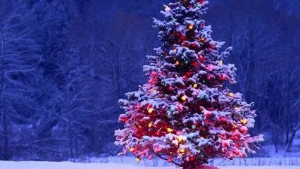 (ویدئو) درخت کریسمس کاخ کرملین اینگونه انتخاب می‌شود