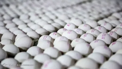 صادرات تخم مرغ به ۱۰۰ هزارتن رسید