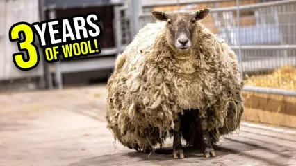 (ویدئو) فرآیند چیدن پشم تنهاترین گوسفند دنیا پس از سه سال زندگی در غار