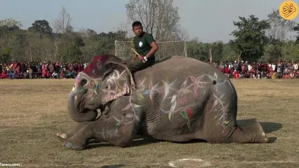 (ویدئو) آرایش فیل‌های شرکت کننده در مسابقه زیبایی