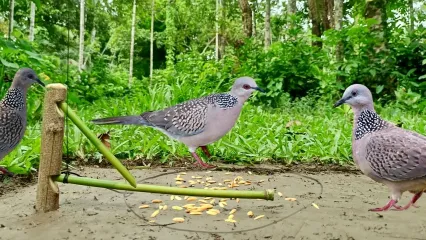 (ویدئو) جوان بنگلادشی یک تله ساده ساخت و کبوترهای وحشی را به دام انداخت