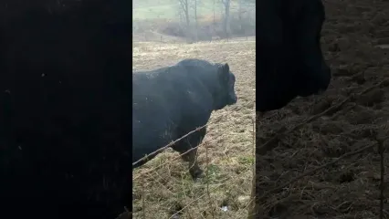 (ویدئو) بزرگترین گاو نر قاره آمریکا به وزن 1720 کیلوگرم
