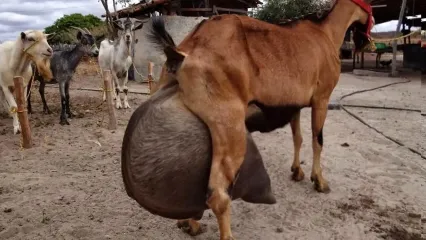 (ویدئو) این بز برزیلی با تولید 13 کیلو شیر در روز رکورد قاره آمریکا را شکست!
