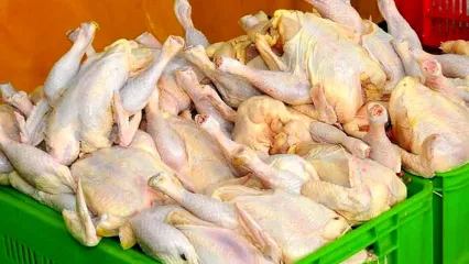 آمار صادرات مرغ در سال ۱۴۰۳/ تولید مرغ از مصرف پیشی گرفت