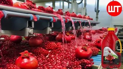 (ویدئو) فرآیند برداشت مرغوب ترین انار جهان در آمریکا؛ نحوه تهیه آب انار در کارخانه