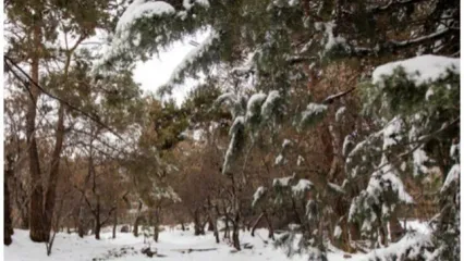 بارش شدید برف بهاری در این منطقه+فیلم