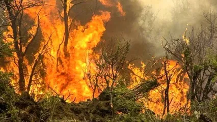 (ویدئو) آتش سوزی هولناک جنگلهای شمال از کجور تا دو هزار