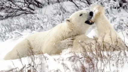 (ویدئو) خرس‌های قطبی در معرض خطر گرسنگی هستند