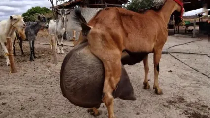 فیلم/ این بز برزیلی با تولید 13 کیلو شیر در روز رکورد قاره آمریکا را شکست!