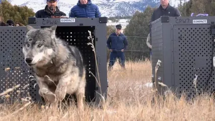 (ویدئو) لحظه‌ی تماشایی رهاسازی اولین گرگ‌های خاکستری در خطر انقراض در کلرادو
