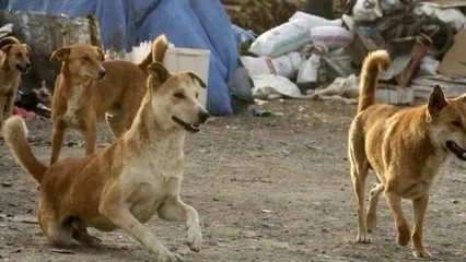 ماجرای زنده به گور کردن سگ‌ها در رودسر چیست؟/ویدئو