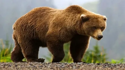 ویدئو/ ببینید خرس قهوه‌ای چگونه نسخه خرس سیاه را پیچید!
