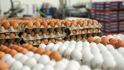 قیمت تخم‌ مرغ بسته‌ بندی‌