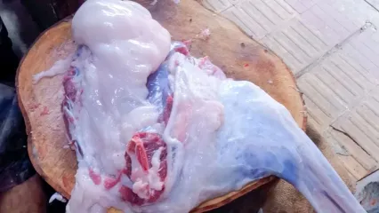 (ویدئو) برش زدن جالب و دیدنی یک گوسفند 22 کیلوگرمی توسط استاد بنگلادشی
