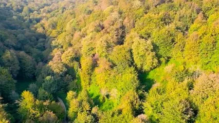 (ویدیو) جنگلی که در همه فصل‌ها زیباست