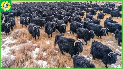 (ویدئو) فرآیند پرورش و فرآوری گوشت و پوست شتر، گاو و بز در مغولستان