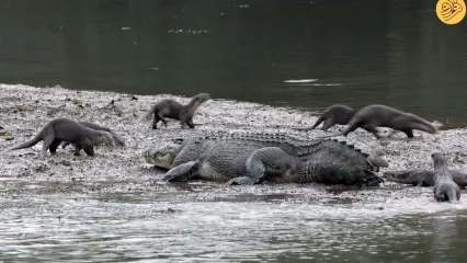 (ویدئو) آزار و اذیت تمساح بدون دُم توسط سمورهای آبی