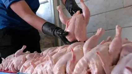 جدید قیمت گوشت مرغ در بازار | قیمت مرغ کامل چند شد ؟ + جدول