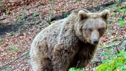 (ویدیو) بازی دیدنی دو خرس قهوه‌ای در ارتفاعات مازندران