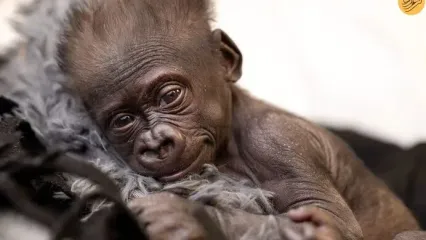 (ویدئو) نوزاد گوریل با سزارین در باغ وحش متولد شد