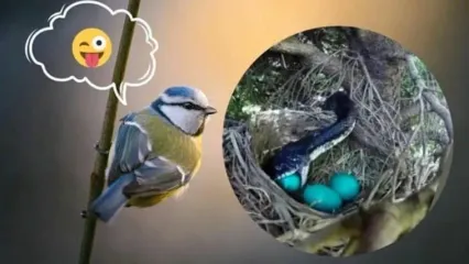 مهارت‌ هوشمندانه پرنده در لانه سازی برای فریب مار+ فیلم