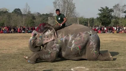 فیلم/ آرایش فیل‌های شرکت کننده در مسابقه زیبایی