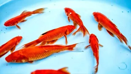 چگونه عمر ماهی قرمز عید را افزایش دهیم؟