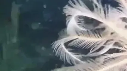(ویدئو) کشف گونه‌ای کمیاب از زنبق دریایی در قطب جنوب
