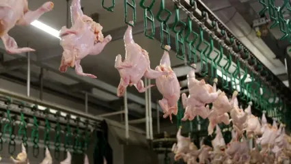 مصرف سالانه مرغ در کشور چقدر است؟