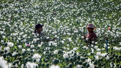 میانمار چگونه بزرگترین تولیدکننده تریاک در جهان شد/ ویدئو و تصاویر