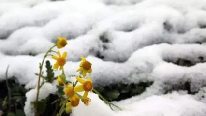 بارش برف در اولین روز بهار مردم را غافلگیر کرد+ فیلم