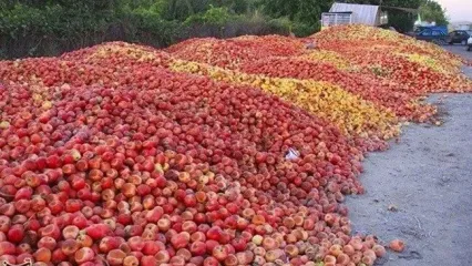 عوارض صادرات سیب لغو شد