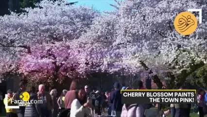 (ویدئو) شکوفه‌های گیلاس در بهار واشنگتن