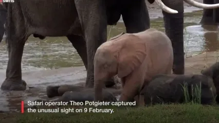 کشف یک فیل صورتی در آفریقا+ فیلم